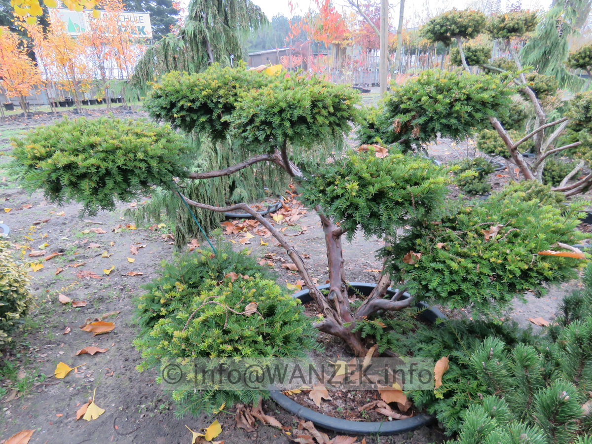 Taxus baccata 14 Bonsai 02a.JPG
